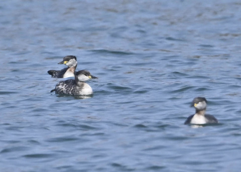 アカエリカイツブリ8191