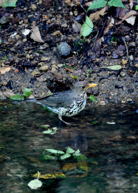 クロツグミ♀9288