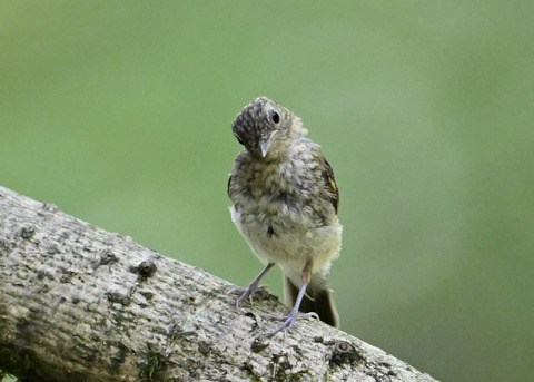 キビタキ幼鳥8485