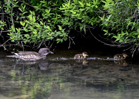オシドリ親子6050