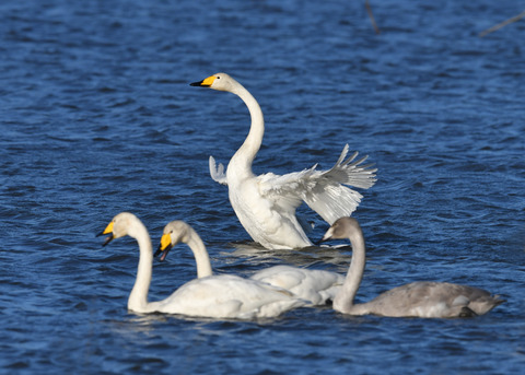 オオハクチョウ3553