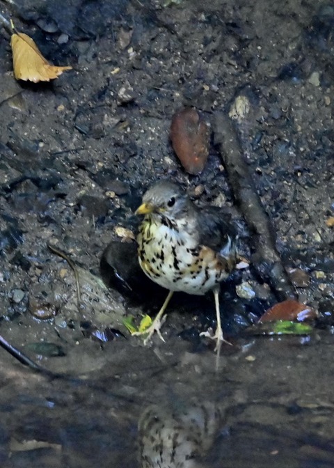 クロツグミ♀1533