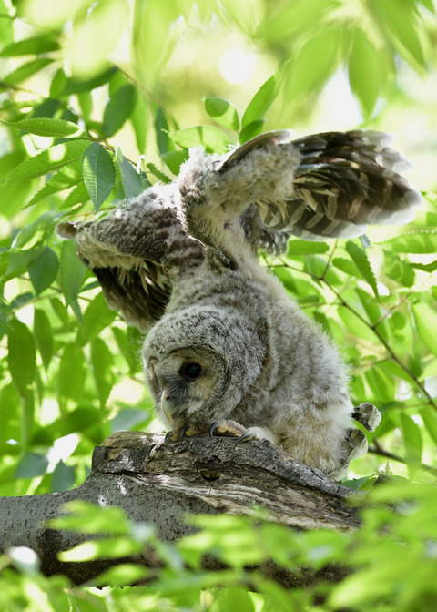 フクロウのヒナ1581