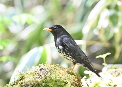 クロツグミ♂5558