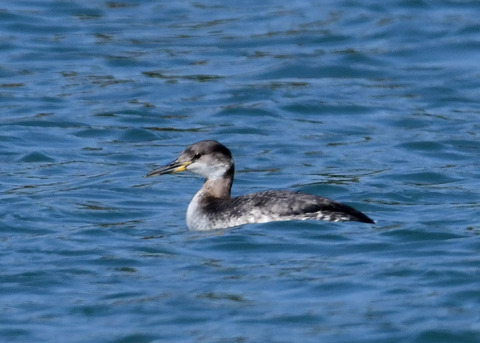 アカエリカイツブ7279