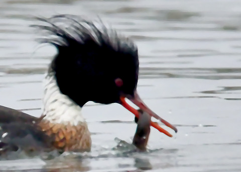 魚捕り・ウミアイサ♂6399-01