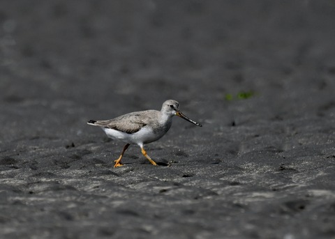 ソリハシシギ4637