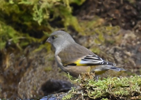 オオカワラヒワ7142