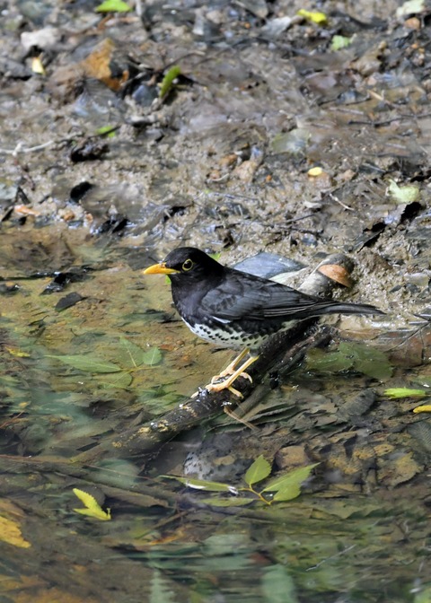 クロツグミ♂5952