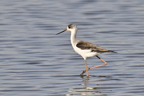 セイタカシギ幼鳥2830
