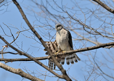 ツミ♀9541