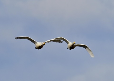 オオハクチョウ2142