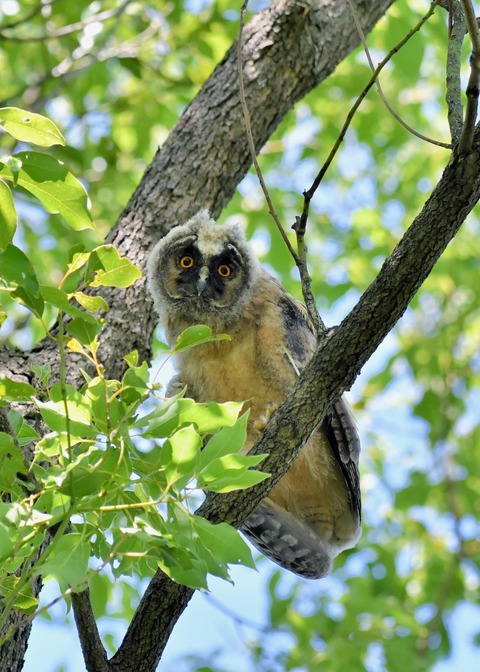 トラフズクのヒナ5900
