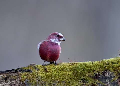 オオマシコ♂9625