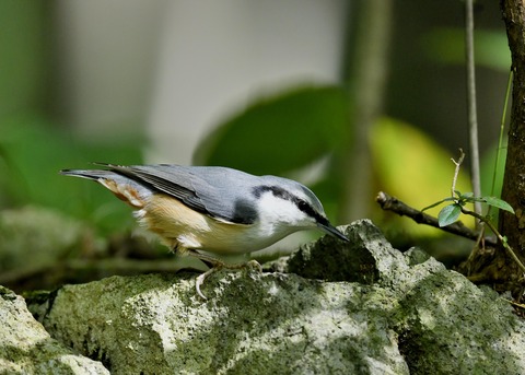 ゴジュウカラ0363