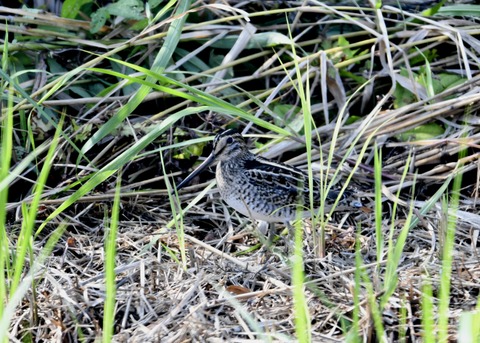 チュウジシギ0231