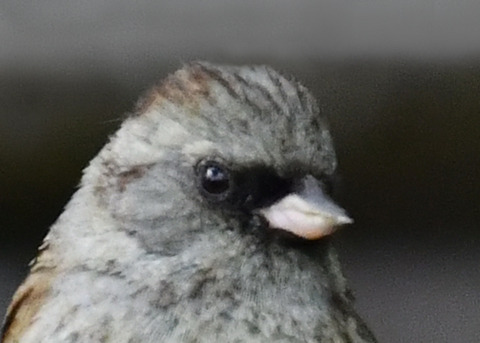 シベリアアオジ♂0410