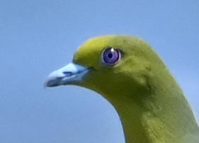 アオバト♂3000(4314)