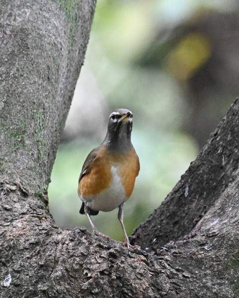 マミチャジナイ2560