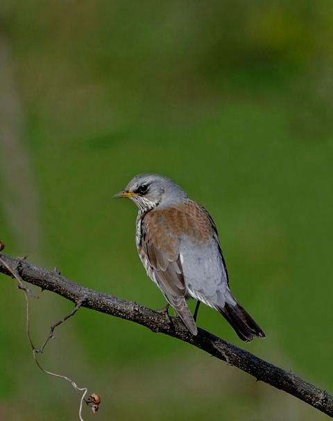 ノハラツグミ8508-01
