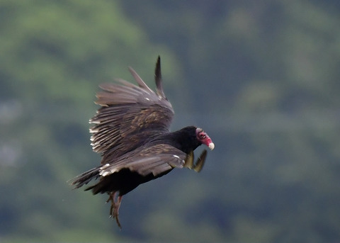 ヒメコンドル0827