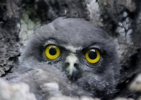 アオバズク7879