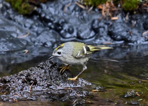 キクイタダキ♀1050