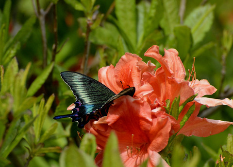 ミヤマカラスアゲハ8329