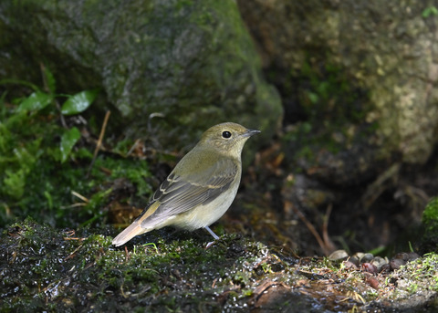 キビタキ♀3231
