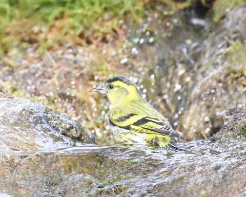 マヒワの水浴び9920