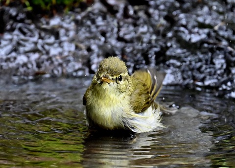 メボソムシクイ3740