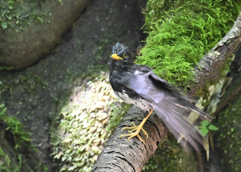 クロツグミ♂4441