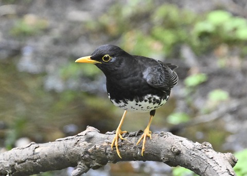 クロツグミ♂3044