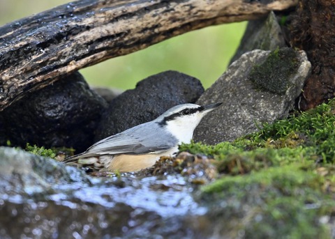 ゴジュウカラ2226