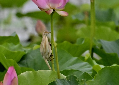 ヨシゴイ♀1181
