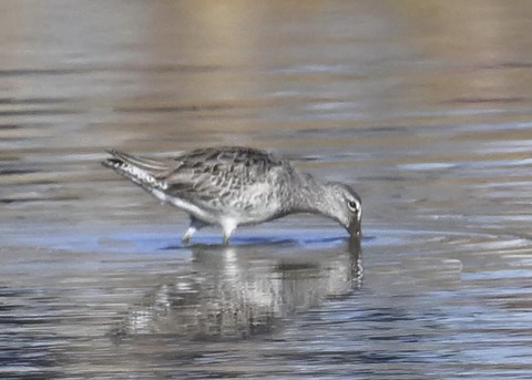 オオハシシギ3658