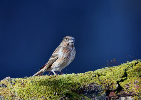 オオマシコ若鳥9471