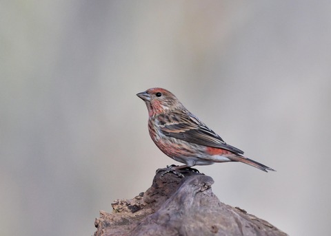 オオマシコ第一回冬羽♂4642