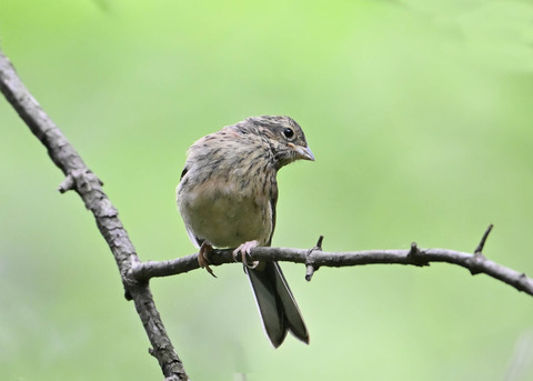 ホオジロ幼鳥3413