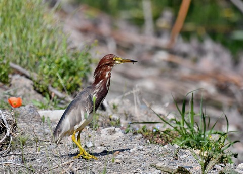 アカガシラサギ2896