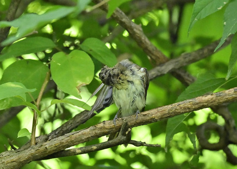 キビタキ幼鳥0711