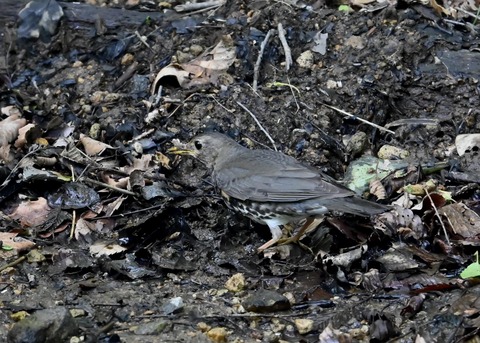 クロツグミ幼鳥5902