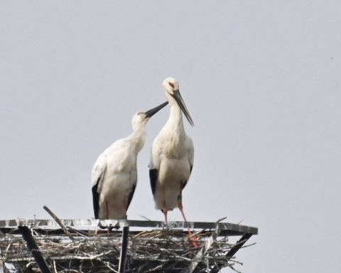 コウノトリのペアー7161