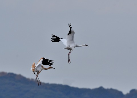 飛ぶ・ソデグロヅル7889