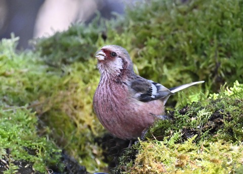 ベニマシコ♂6927