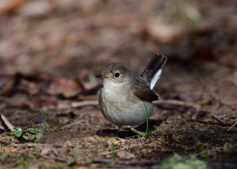 ニシオジロビタキ♀3433