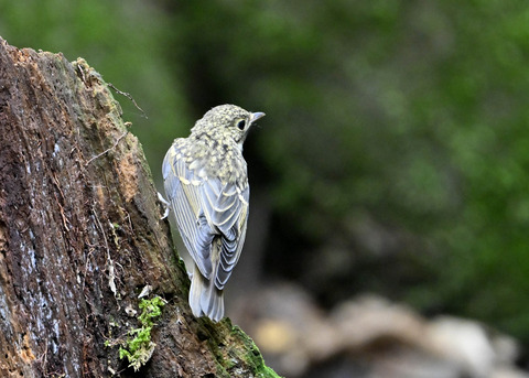 キビタキ幼鳥2707