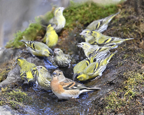 アトリ♀9542