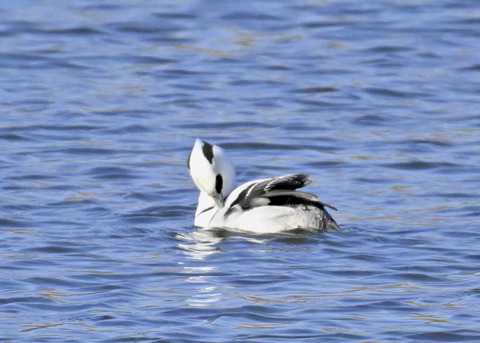 ミコアイサ♂4403