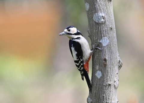 アカゲラ♀5105